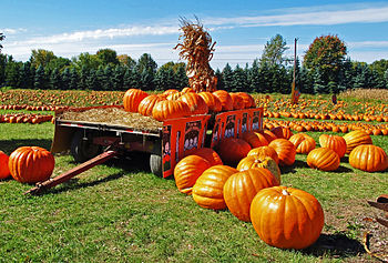Field of pumpkins at harvest time