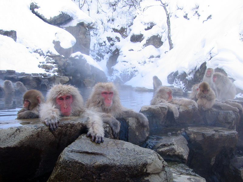Snow Monkeys in Hot Springs (Onsen)