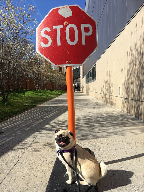 Stop In The Name Of Pug