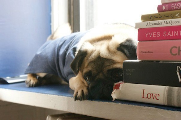 Dog and books