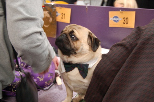 Pug with bow tie