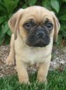 Dudley the puggle