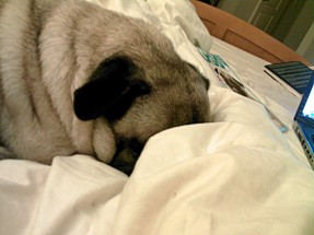 Personal companion
