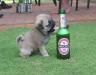 Pug puppy with beer