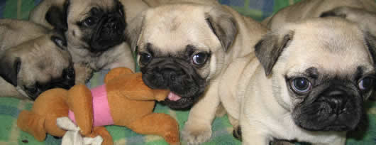 Chewing pug