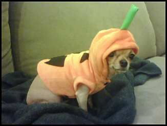 Dog wearing pumpkin costume