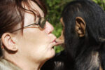 Chimpanzee kissing woman